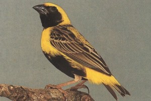 vogel foto: napoleonwever