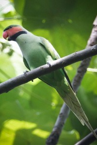 vogel foto: Nicobar langstaartparkiet
