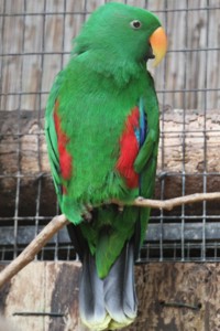 vogel foto: nieuw guinea edelpapegaai