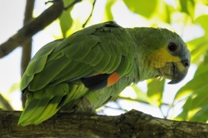 vogel foto: Oranjevleugel amazone