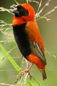 vogel foto: oranjewever  man