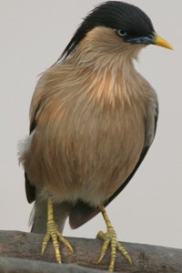 vogel foto: pagodespreeuw