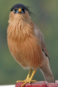 vogel foto: pagodespreeuw