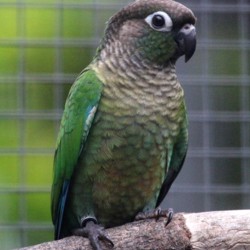 vogel foto: Palmarito groenwangparkiet