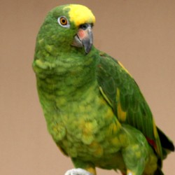 vogel foto: Panama amazone