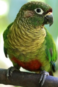 vogel foto: Paraquay bruinoor parkiet