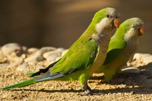 vogel foto: Paraquay muisparkiet