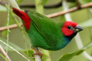 vogel foto: Peale's kortstaart papegaaiamadine
