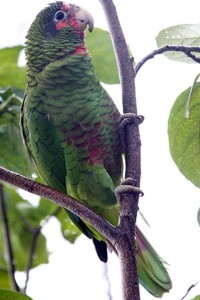 vogel foto: Puertoricaanse amazone