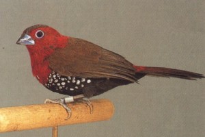 vogel foto: rode druppelastrilde