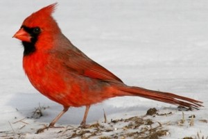 vogel foto: rode kardinaal