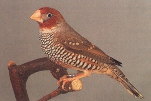 vogel foto: roodkopamadine
