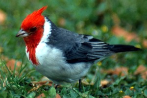 vogel foto: roodkuifkardinaal