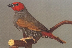 vogel foto: roodmaskerastrilde