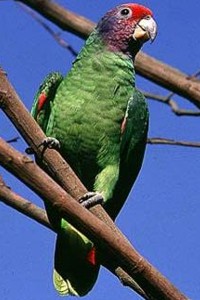vogel foto: Roodstaart amazone