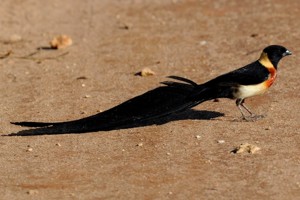 vogel foto: smalstaartparadijswida