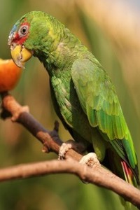 vogel foto: Soldaten Amazone