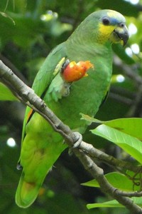 vogel foto: Tobago amazone