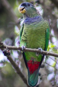 vogel foto: tucuman papegaai