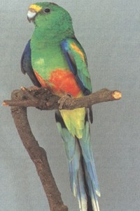 vogel foto: veelkleurenparkiet