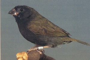 vogel foto: zwartborst cubavink
