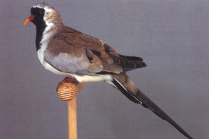 vogel foto: zwartmaskerduifje