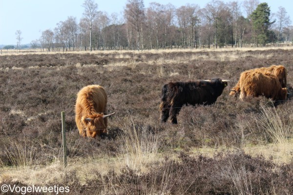 foto: Someren-Noord-Brabant.